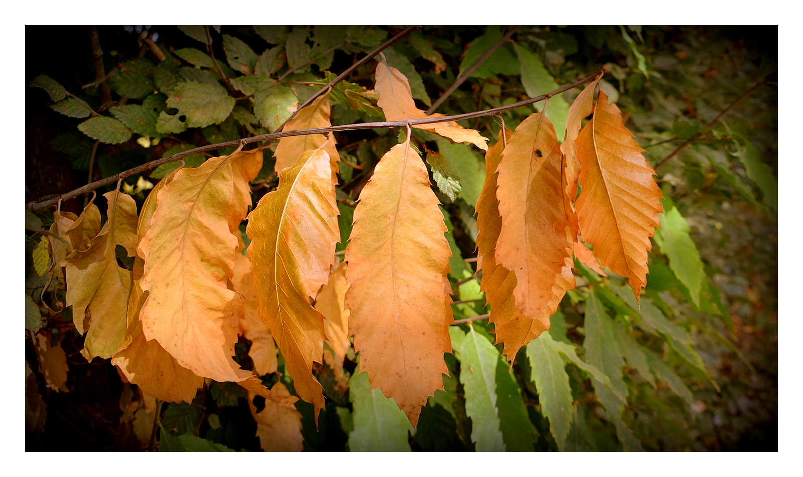 les couleurs de l'automne