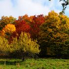 Les couleurs de l'automne #5