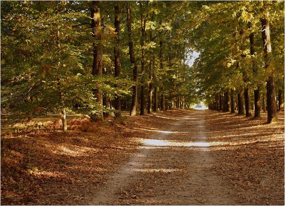 les couleurs de l'automne