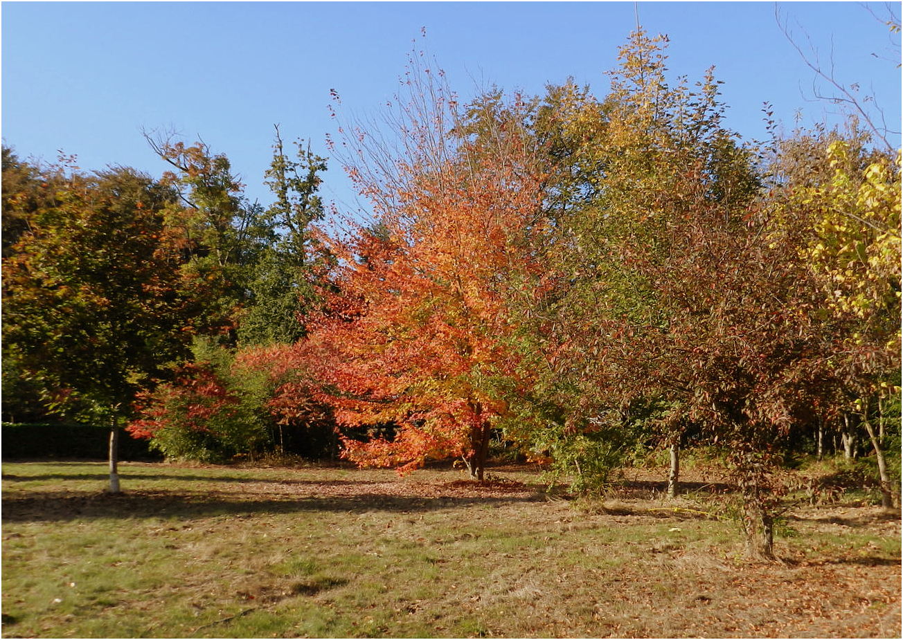 les couleurs de l'automne