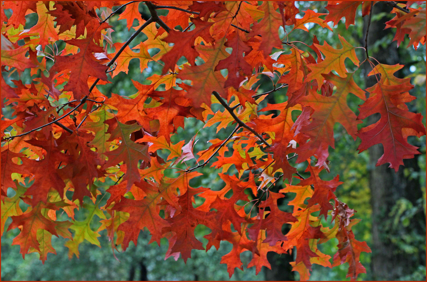 Les couleurs de l'automne