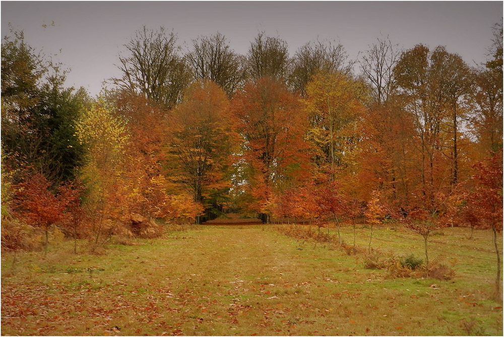 les-couleurs-de-l'automne