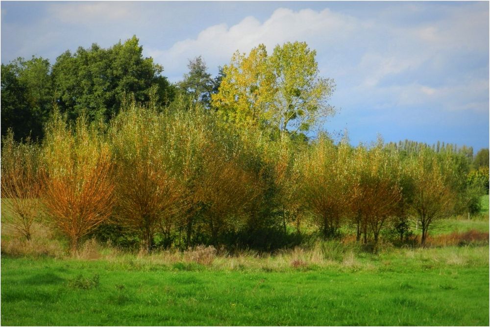 les couleurs de l'automne