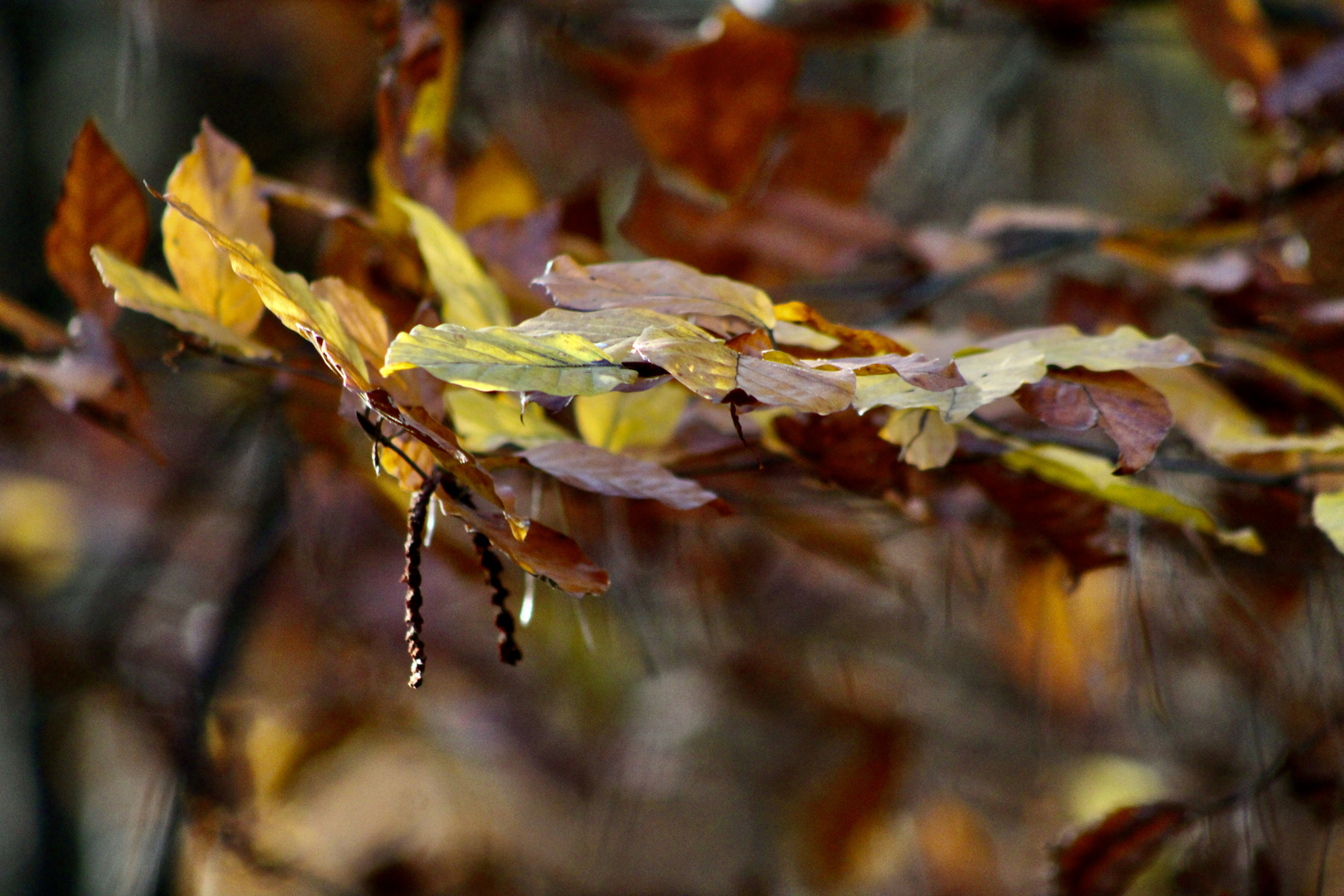 ...les couleurs de l'automne !!!...