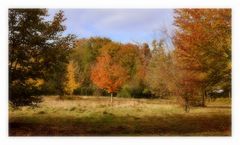 les couleurs de l'automne