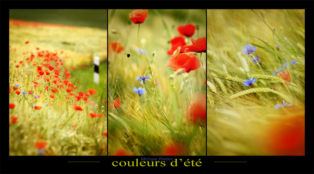 les couleurs d'été ...