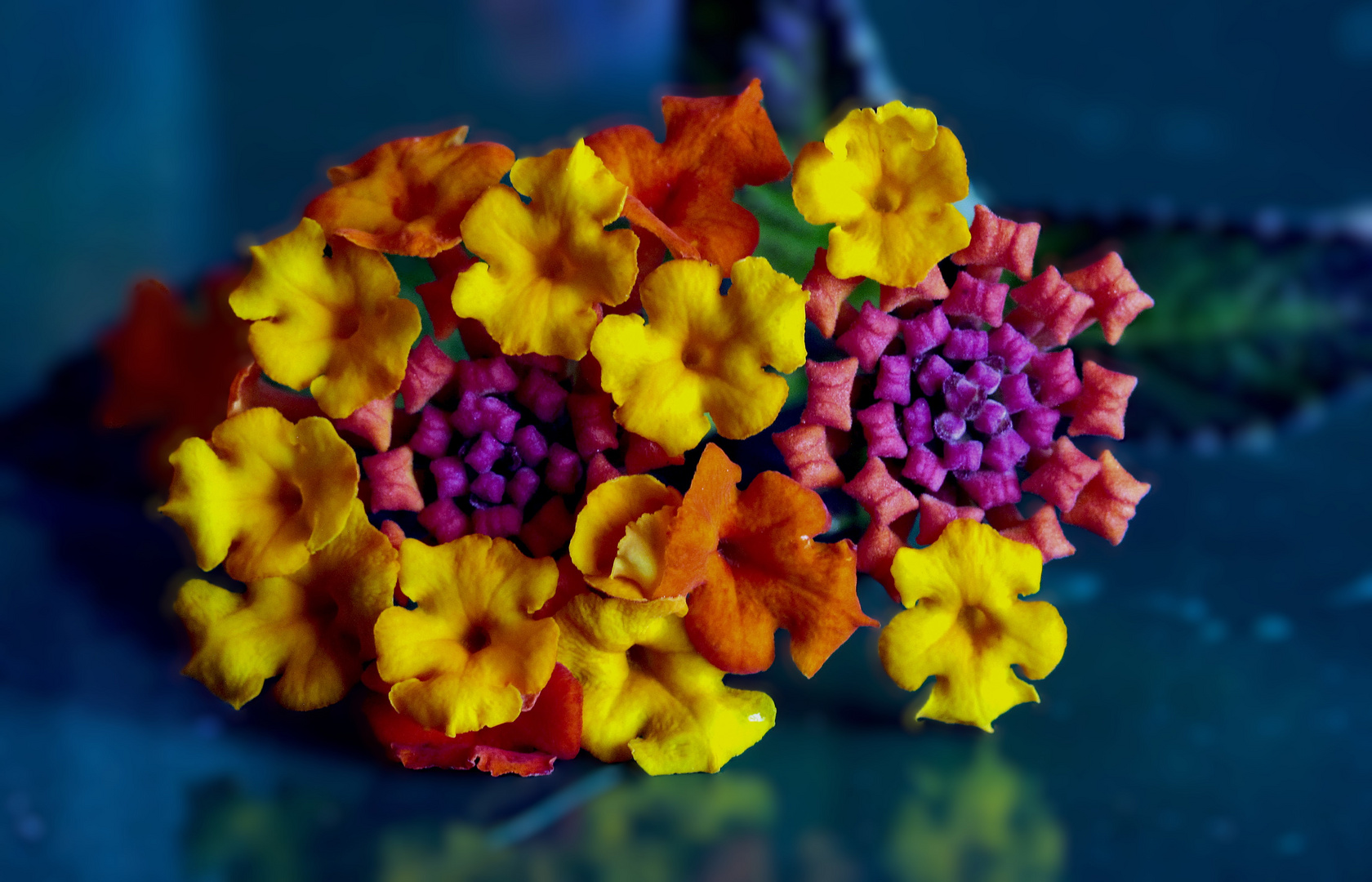  Les couleurs du Lantana