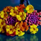  Les couleurs du Lantana