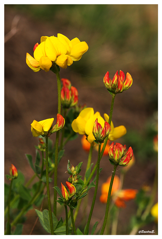 les couleurs du printemps ....