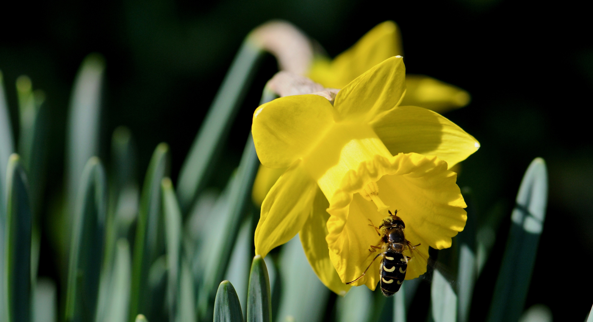 Les couleurs du Printemps 