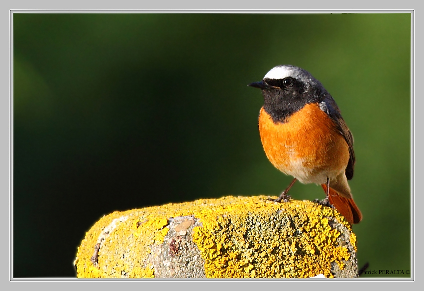 les couleurs du rougequeue noir à front blanc photo et image animaux, animaux sauvages les couleurs du rougequeue noir à front blanc photo et image animaux, animaux sauvages