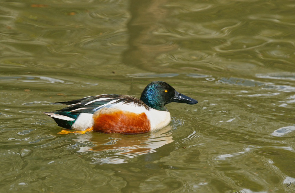 les couleurs du souchet