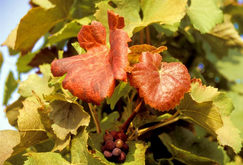 Les couleurs du vin von Uwe HA