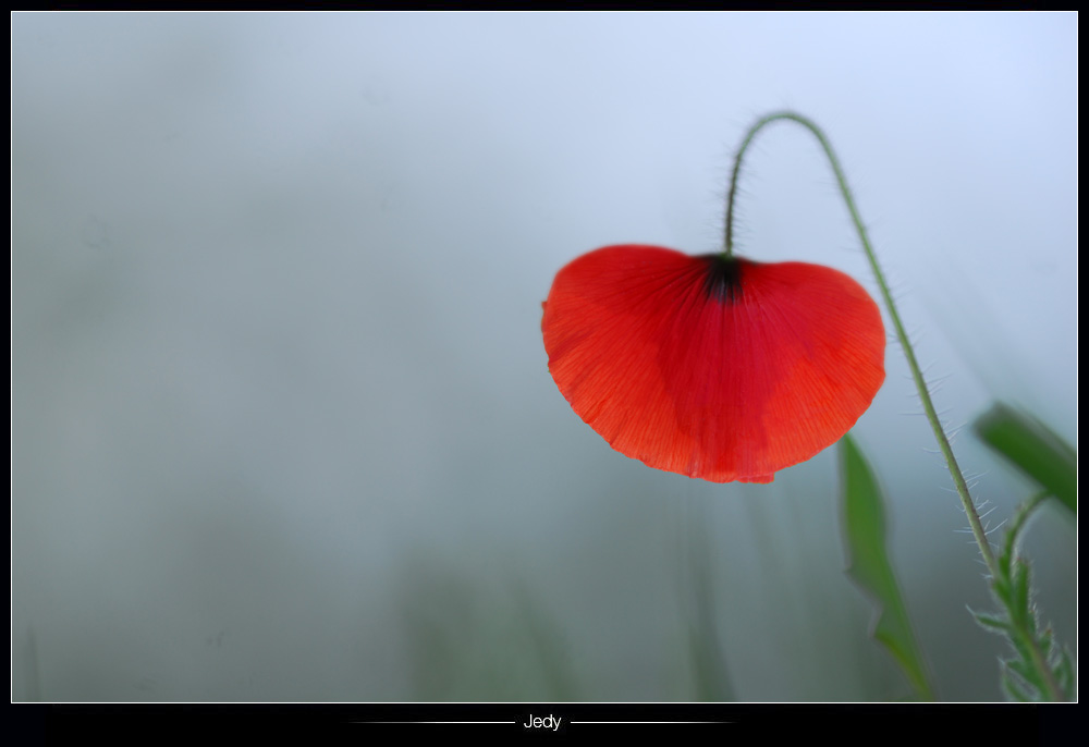 •Les couleurs d'un pseudo printemps•