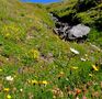 Les couleurs et la fraîcheur des Alpes de algos 