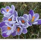 LES CROCUS