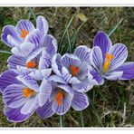 LES CROCUS