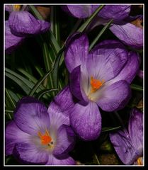 " Les crocus "