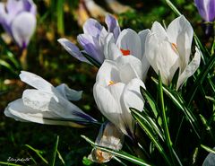 Les crocus