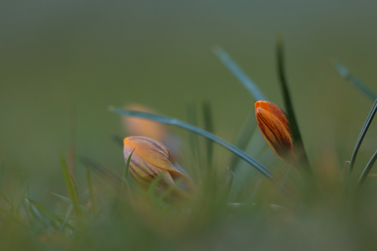 Les Crocus,