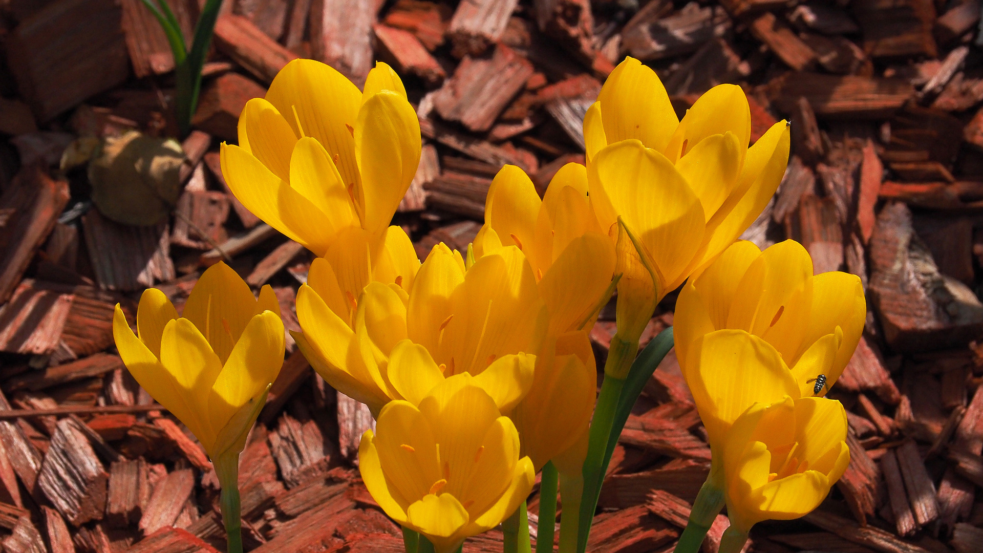 Les crocus du jardin