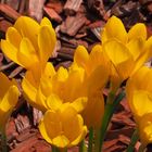 Les crocus du jardin