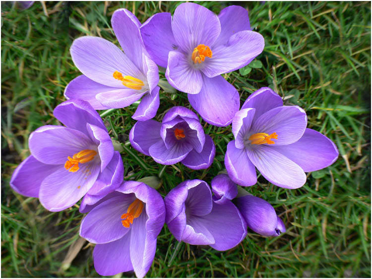 les crocus montrent le bout de leur nez..