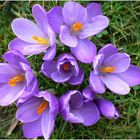 les crocus montrent le bout de leur nez..