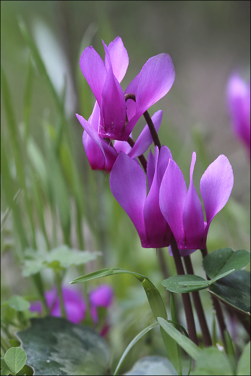 Les Cyclamens sauvages