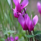 Les Cyclamens sauvages