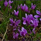 les cyclamens sauvages  sur le Glacis ...