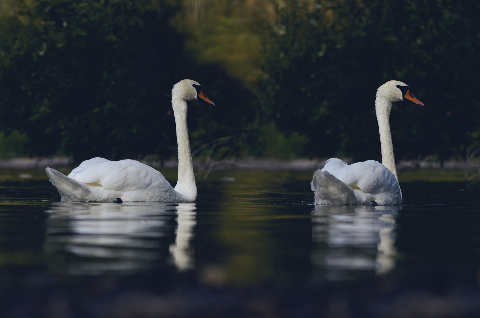 Les Cygnes