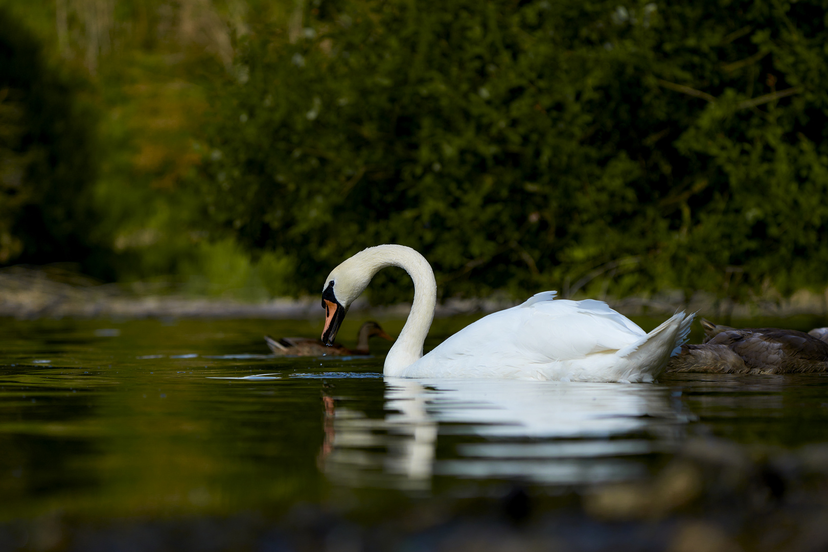 Les Cygnes