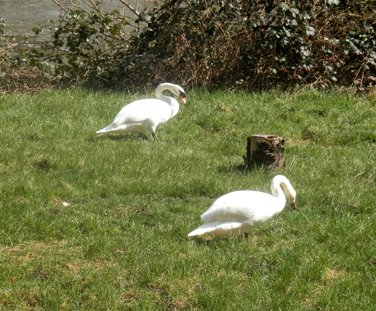 Les cygnes