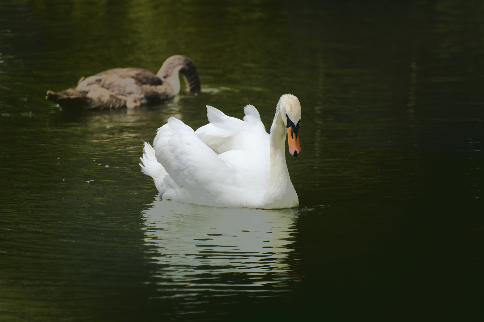 Les Cygnes