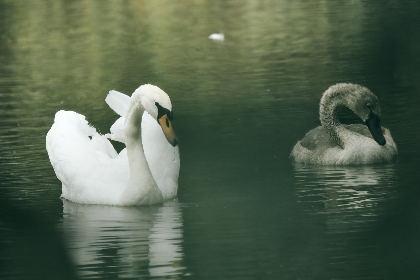 Les Cygnes