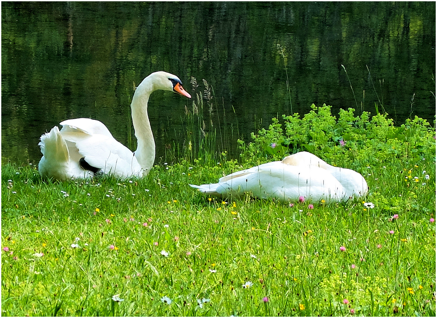 Les cygnes