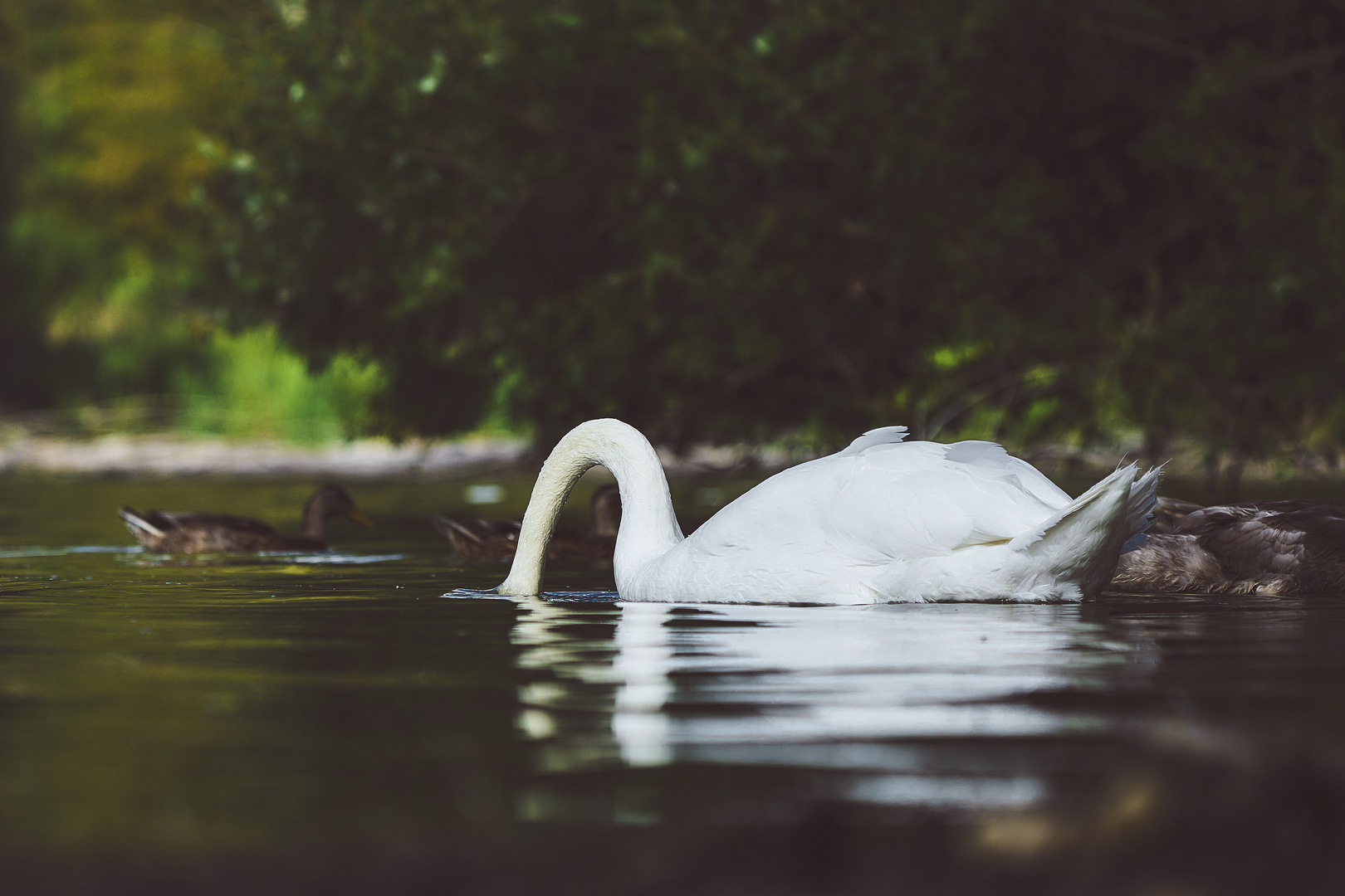 Les Cygnes