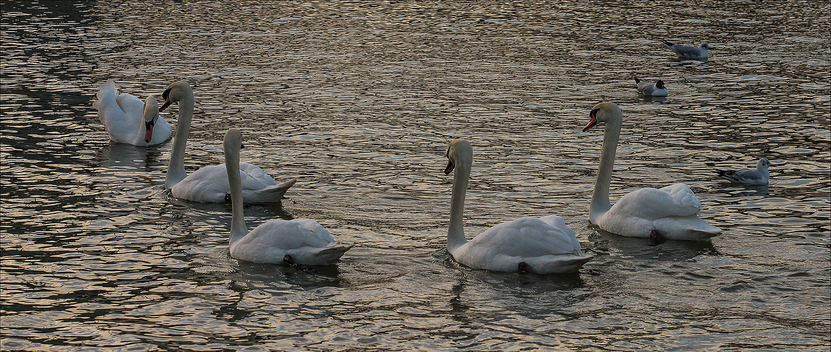 les cygnes