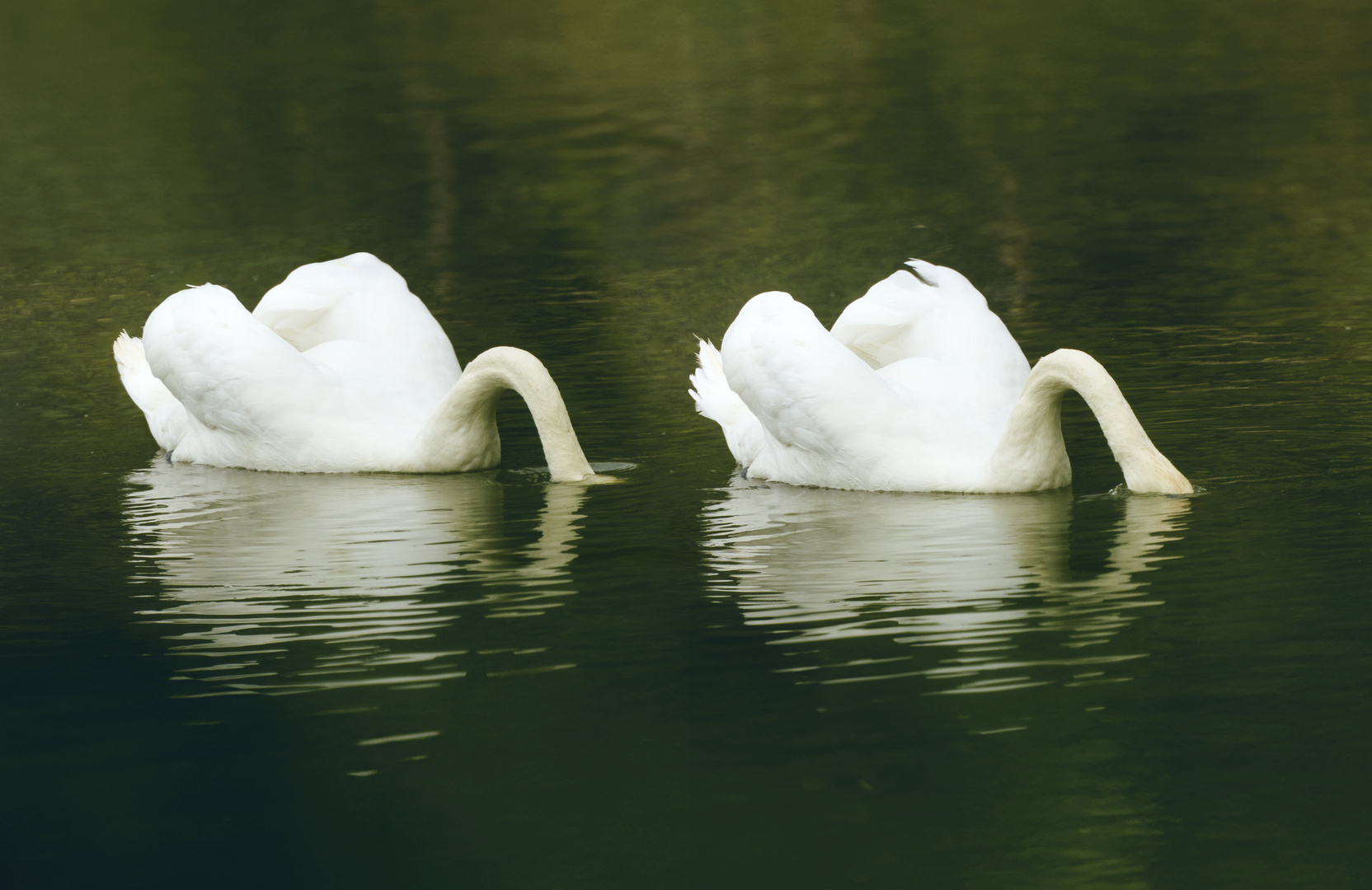 Les Cygnes