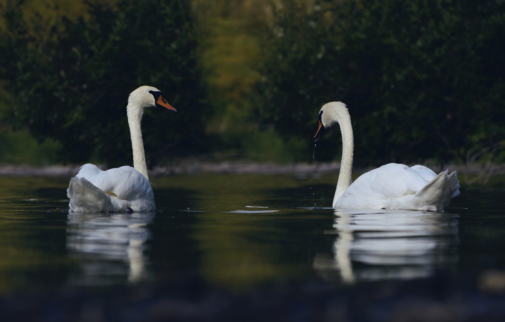 Les Cygnes