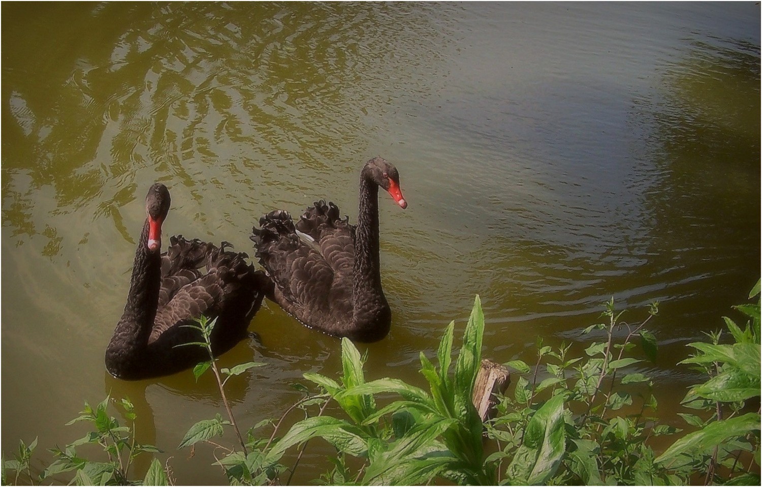 les cygnes