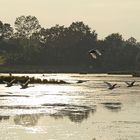 Les cygnes de la Dombes