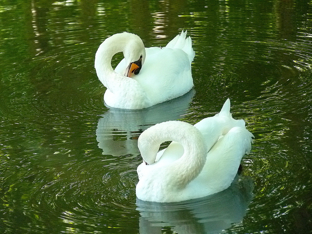 LES CYGNES DE l'EURE