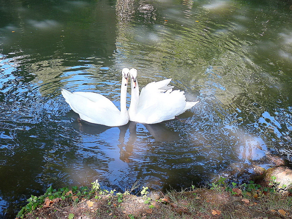 LES CYGNES DE l'EURE