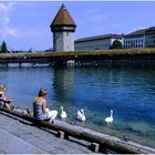 Les cygnes de Lucerne