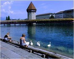 Les cygnes de Lucerne