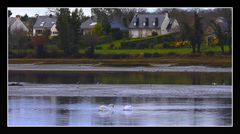 " Les cygnes de Penfoulic "