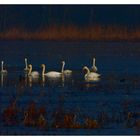 Les cygnes d'étang