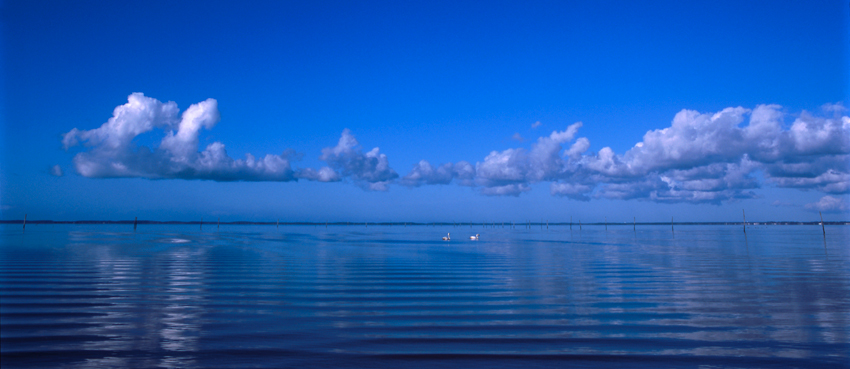 Les cygnes du Bassin